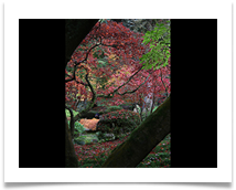 A Japanese Spring - Anne Tidswell